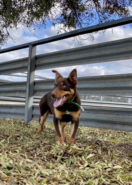 Kelpie dogs