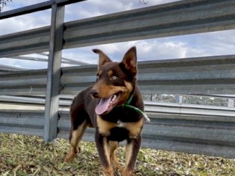 Kelpie dogs
