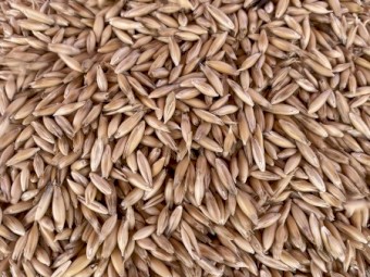 New season Milling oats 