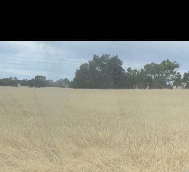 20mt Ryecorn