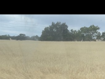 20mt Ryecorn