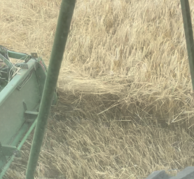 20mt Ryecorn
