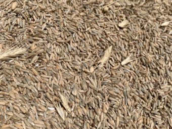 20mt Ryecorn