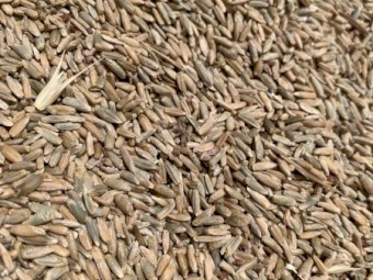 20mt Ryecorn