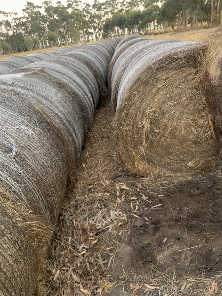 Pasture hay