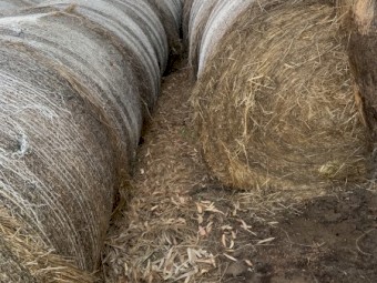 Pasture hay