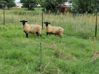 Suffolk Ram Lambs 2021 Drop