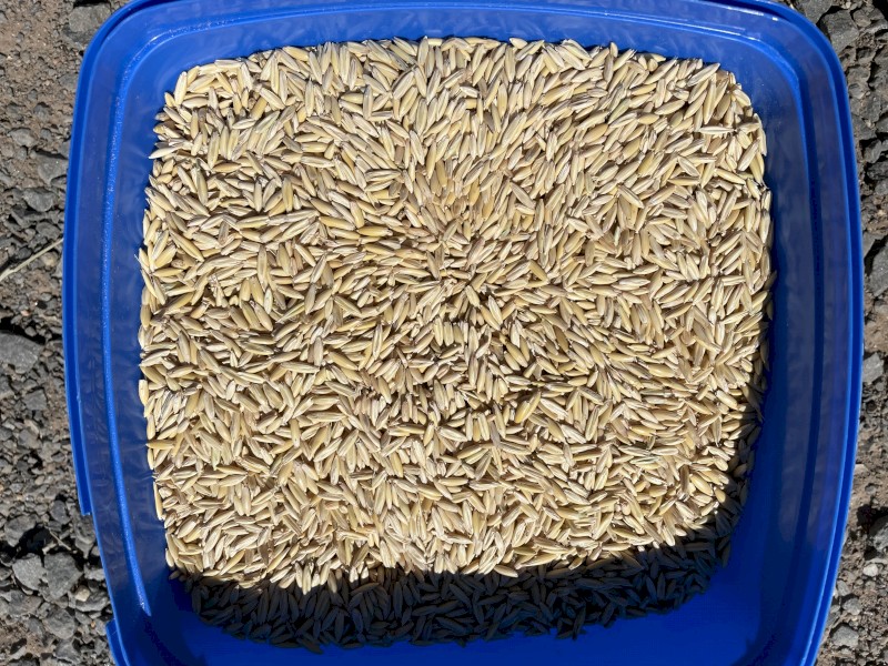 28mt Yallara Oats