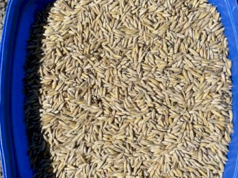 28mt Yallara Oats