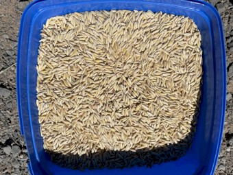 28mt Yallara Oats