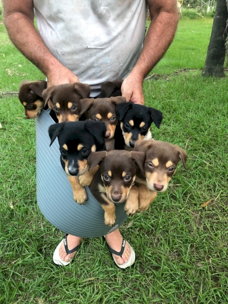 Working kelpie dogs
