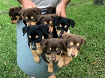 Working kelpie dogs
