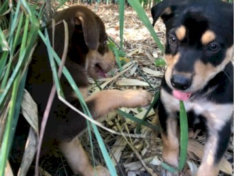 Working kelpie dogs