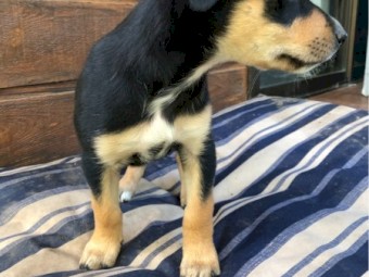 Working kelpie dogs