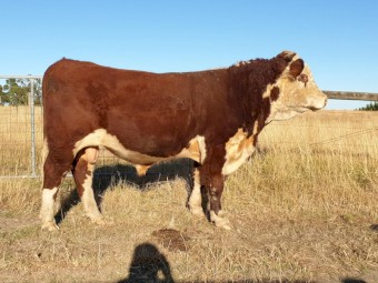 Hereford Bull For Sale