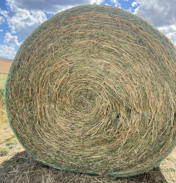 2nd Cut Lucerne Hay 