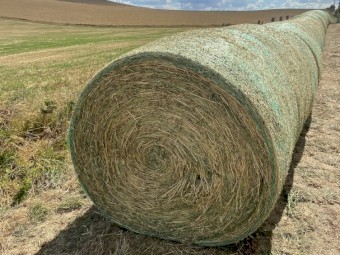 2nd Cut Lucerne Hay 