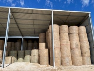 Lucerne Hay