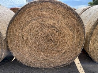Lucerne Hay
