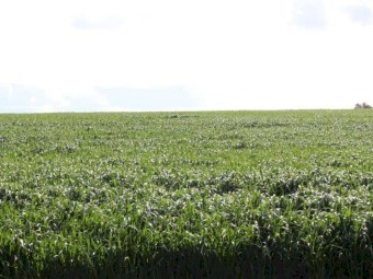 GRAZA Forage Oats
