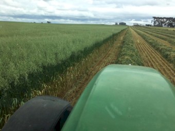 GRAZA Forage Oats