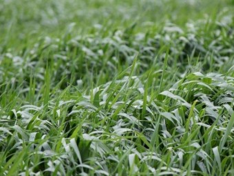 GRAZA Forage Oats