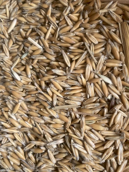 Yarran Oats 
