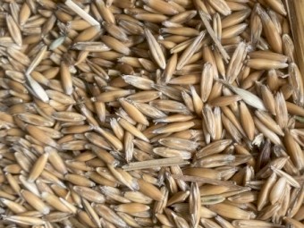 Yarran Oats 
