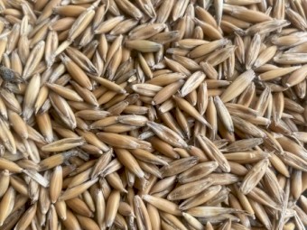 Yarran Oats 