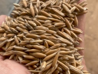 Yarran Oats 