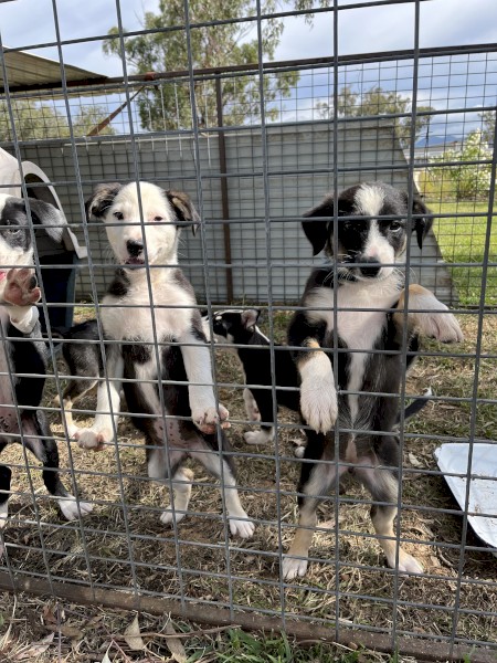 One Border collie x kelpie pups 