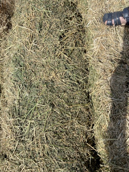 2nd cut lucerne