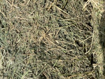2nd cut lucerne