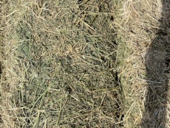 2nd cut lucerne