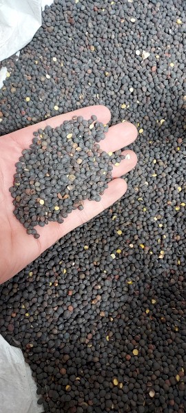 Popany Vetch Seed