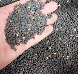 Popany Vetch Seed