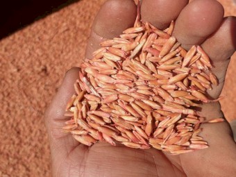 Winteroo Oats, cleaned, pickled (systeva)