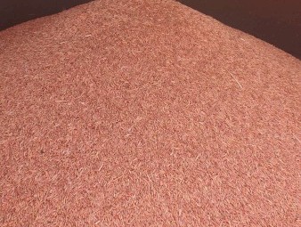 Winteroo Oats, cleaned, pickled (systeva)