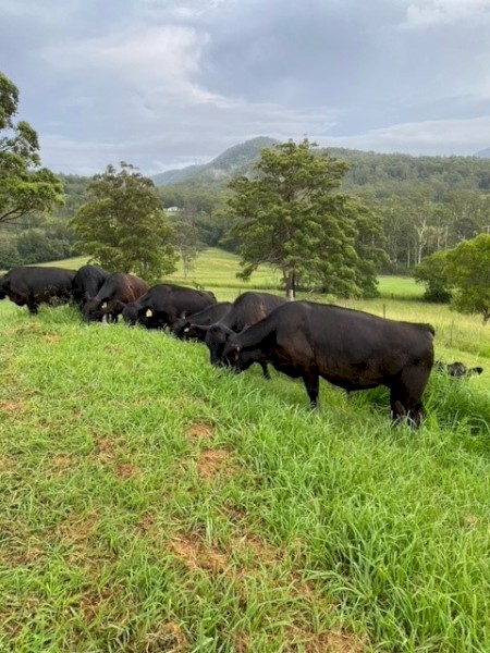 Angus Steers