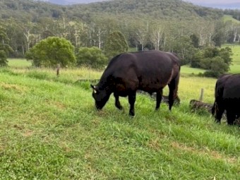 Angus Steers