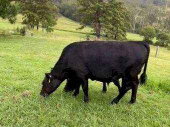 Angus Steers