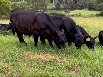 Angus Steers
