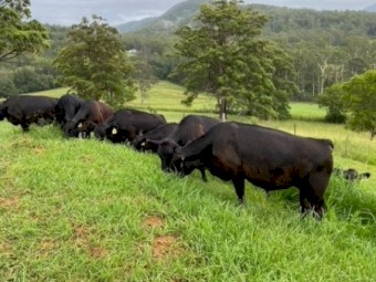Angus Steers