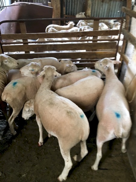 White Dorper X Ewes