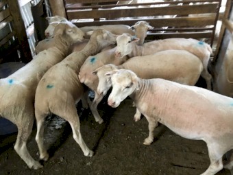 White Dorper X Ewes