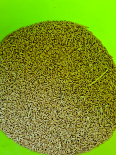 Scepter Wheat feed
