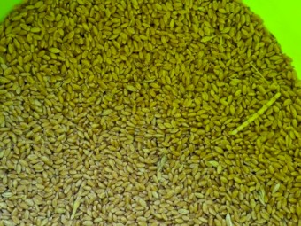 Scepter Wheat feed