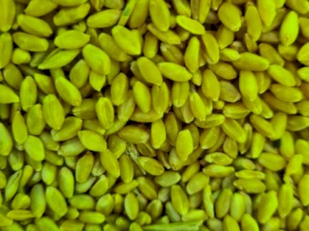 Scepter Wheat feed