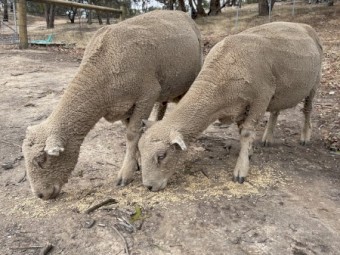 2 Chandpara Bloodlines Southdown Rams