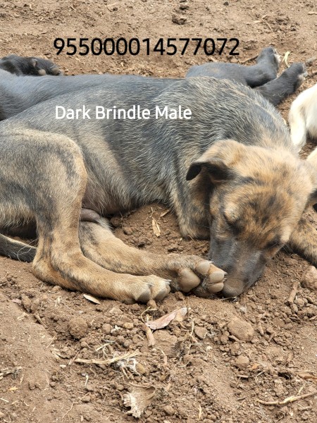 Staghound x Kelpie Pup